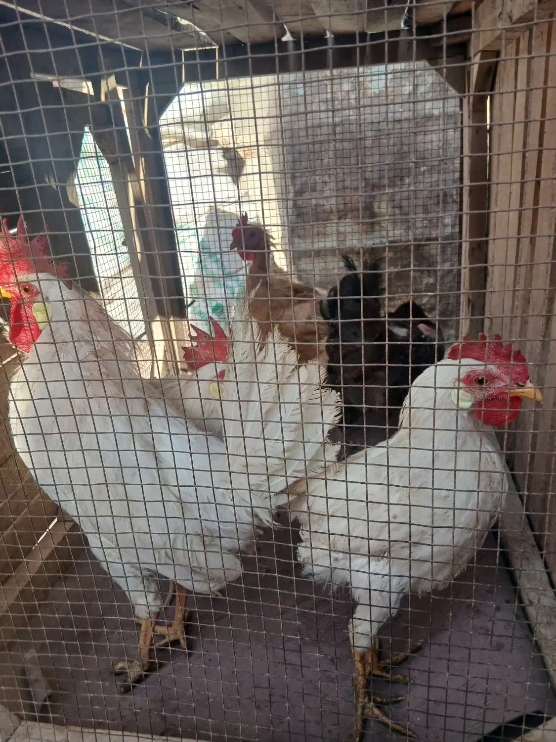 ۵ عدد مرغ خروس|حیوانات مزرعه|دشتابی, |دیوار