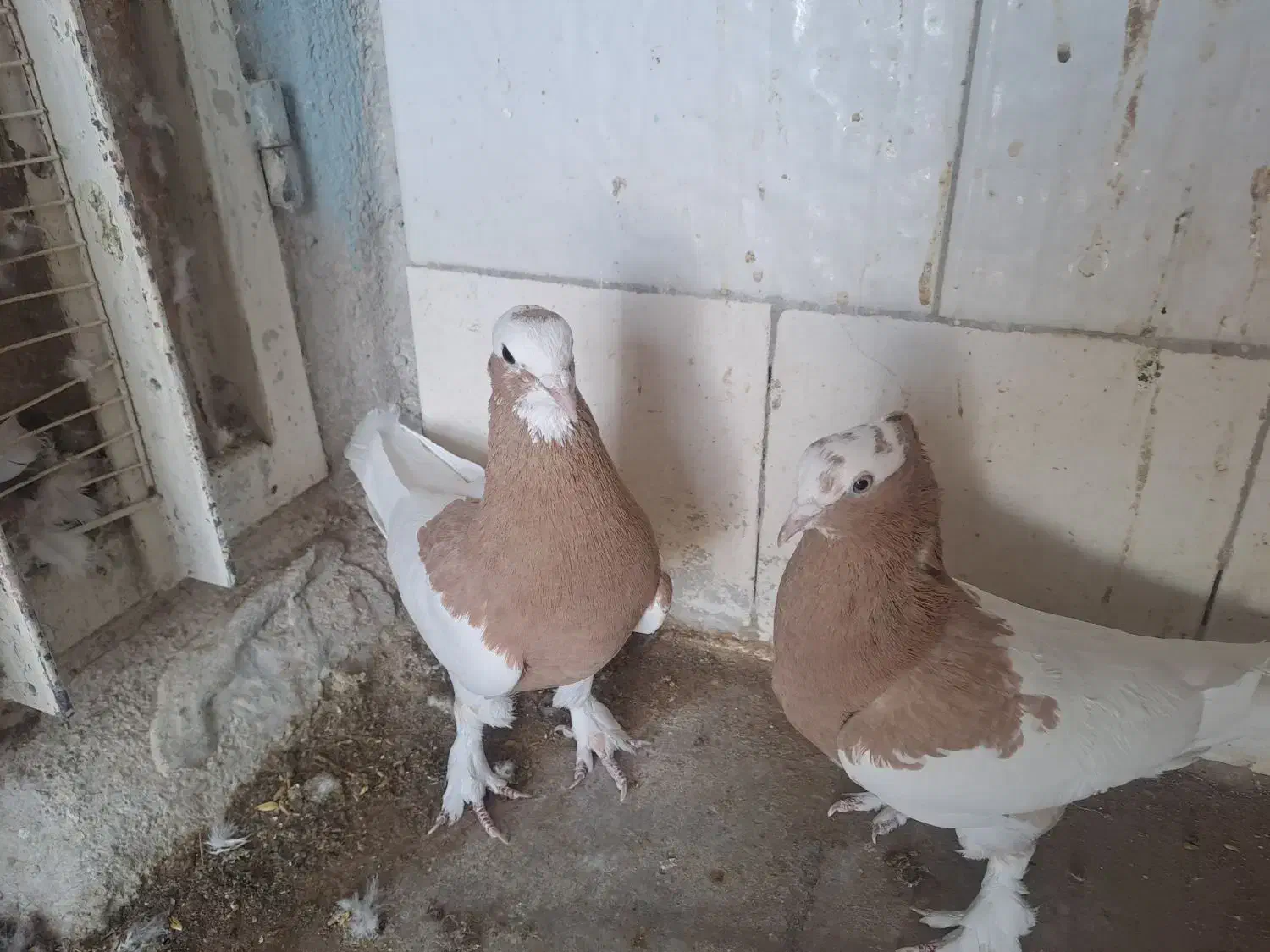 ِفروش یک جفت طوقی|حیوانات|شیراز, میدان قائم|دیوار