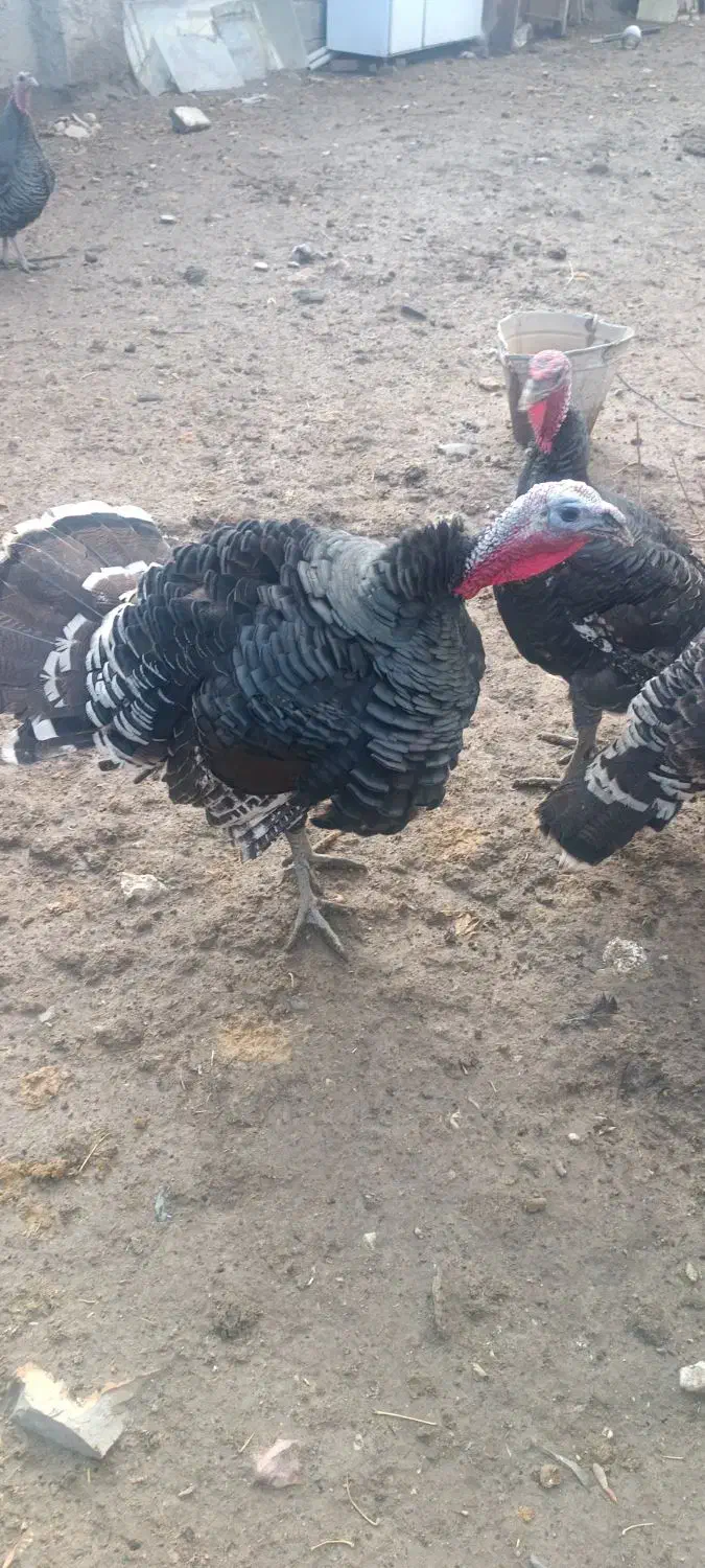 بوقلمون محلی نر|حیوانات مزرعه|ماهیدشت, |دیوار