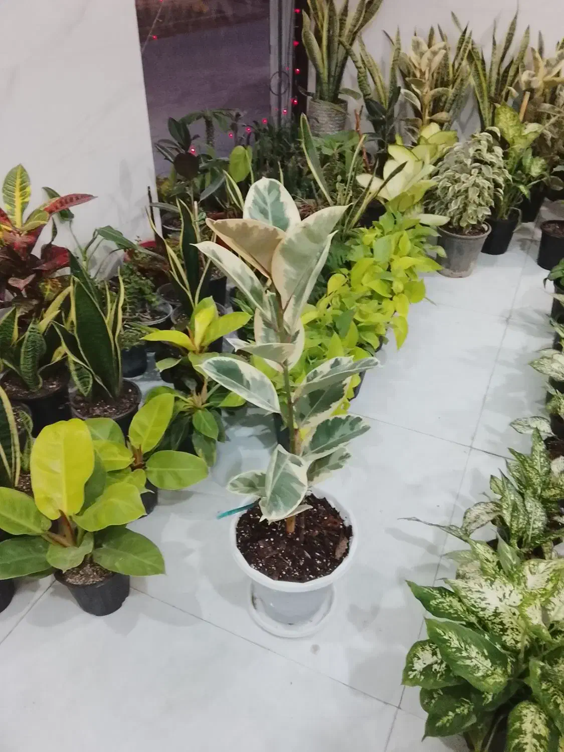 فروش گلها ودسته گل برای روز مادر با قیمت مناسب|گل و گیاه طبیعی|فاضل آباد, |دیوار