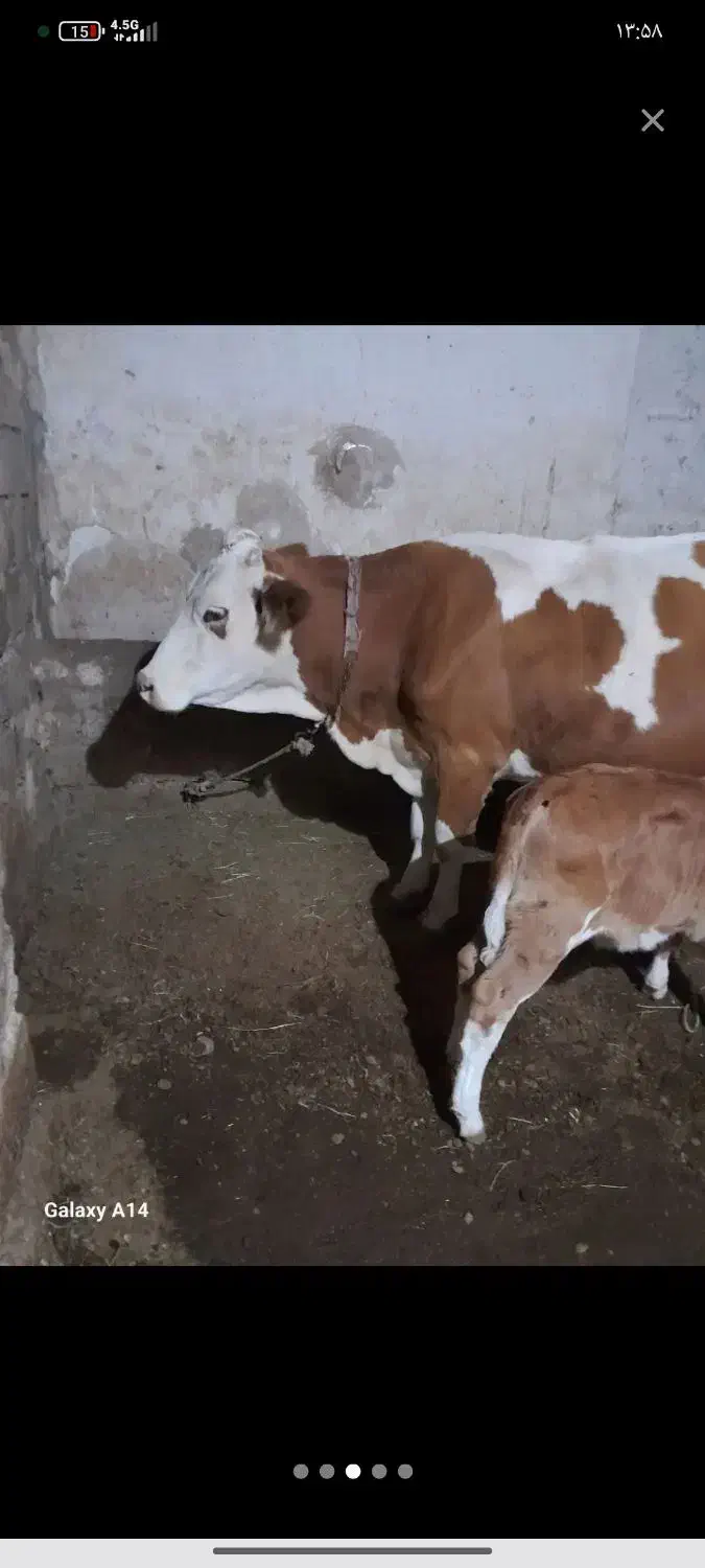 گوساله ماده|حیوانات مزرعه|میاندوآب, |دیوار