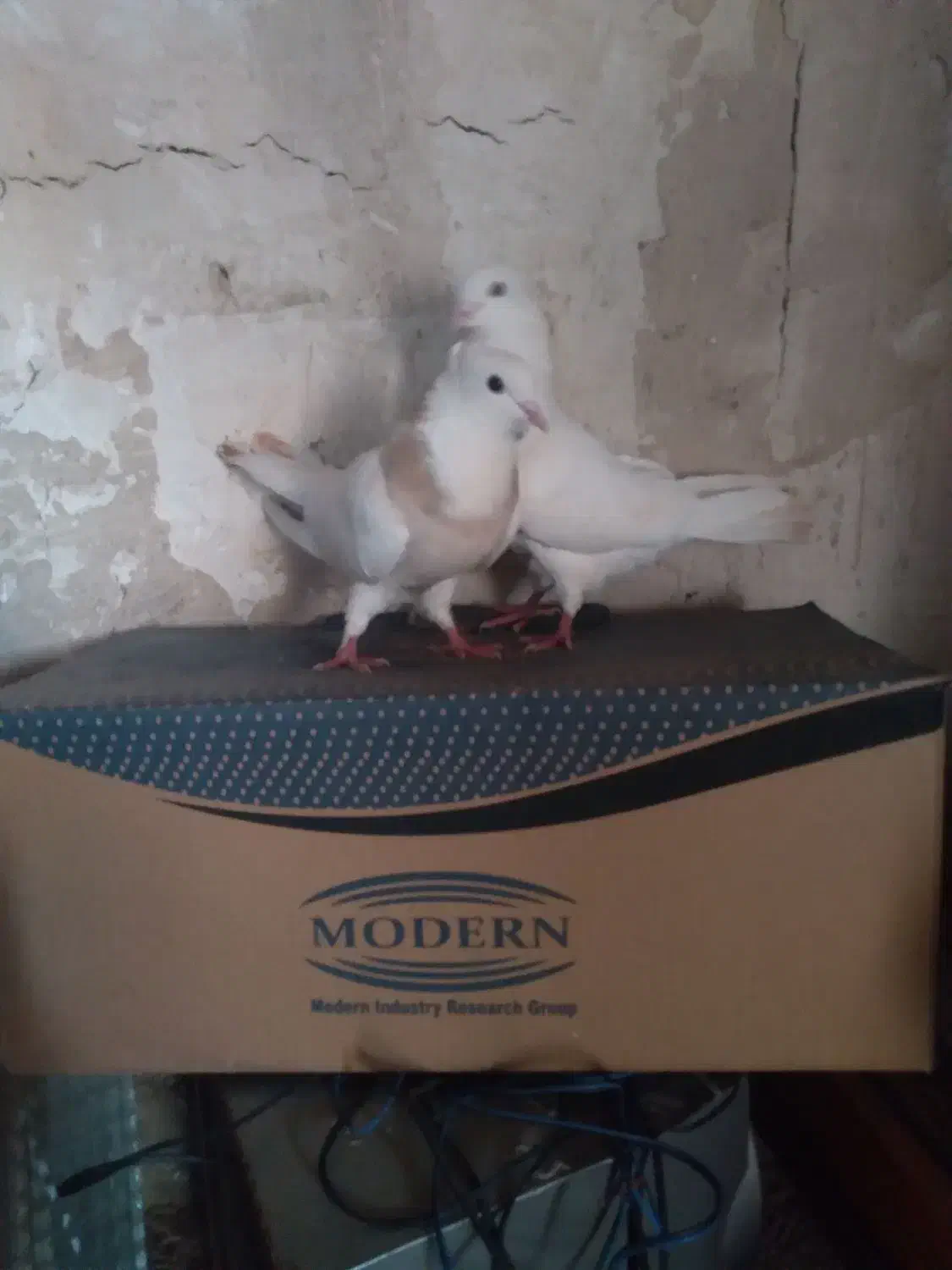 کفتر خوشکل|پرنده|ایذه, |دیوار