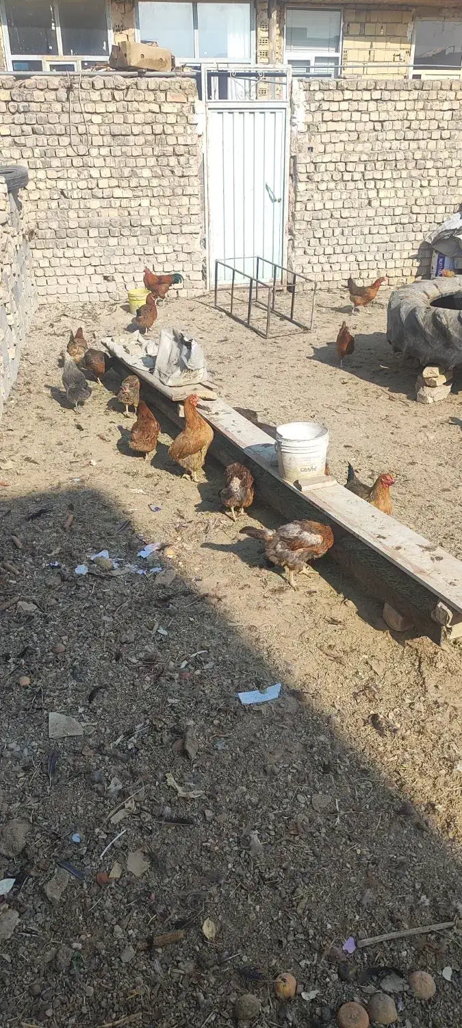 مرغ تمگذار|حیوانات مزرعه|فلاورجان, |دیوار