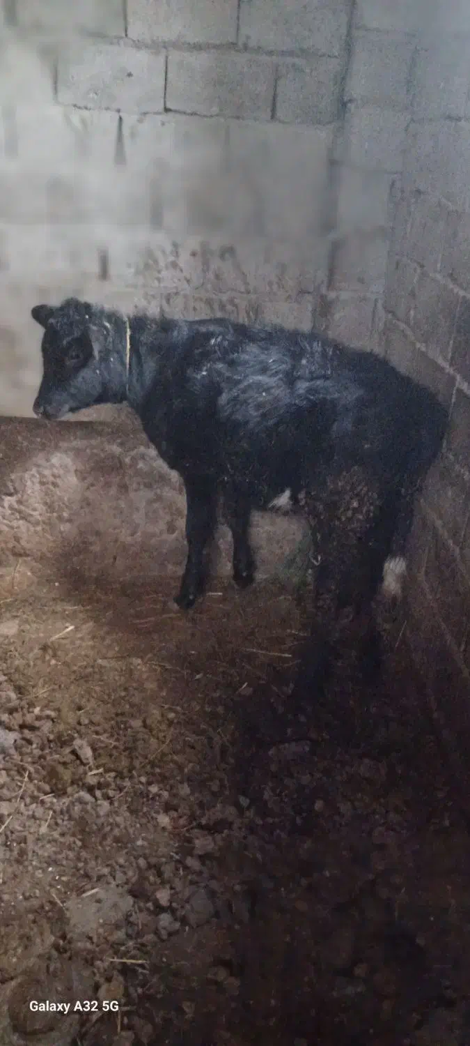 گوساله|حیوانات مزرعه|قره ضیاالدین, |دیوار