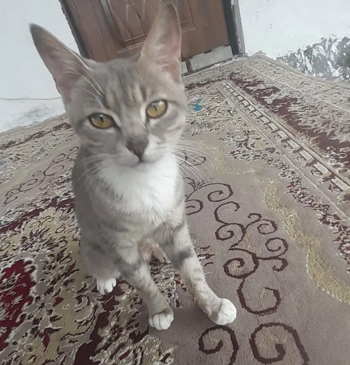 واگذاری رایگان گربه|گربه|ماسال, |دیوار