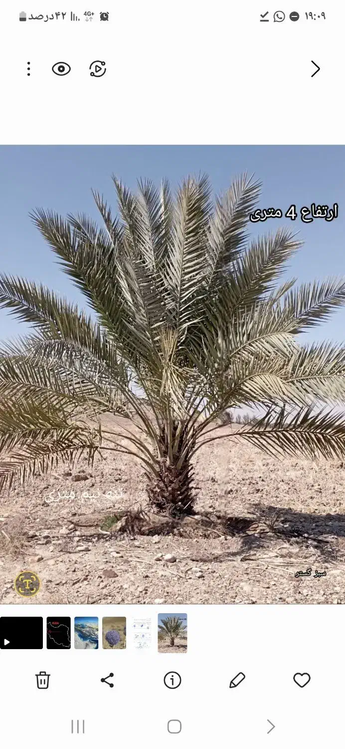 خریدار پاجوش نخل بزرگ قصب و کبکاب|خدمات باغبانی و درختکاری|اهرم, |دیوار
