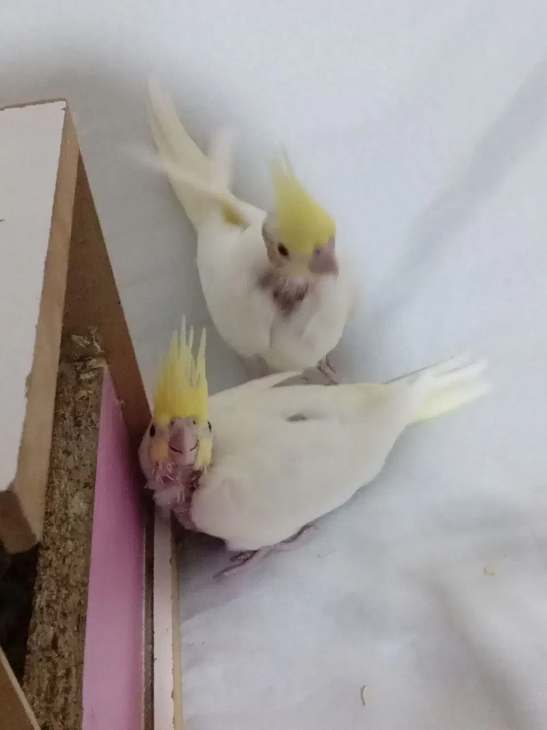 جوجه عروس هلندی|پرنده|مشهد, شهید قربانی|دیوار