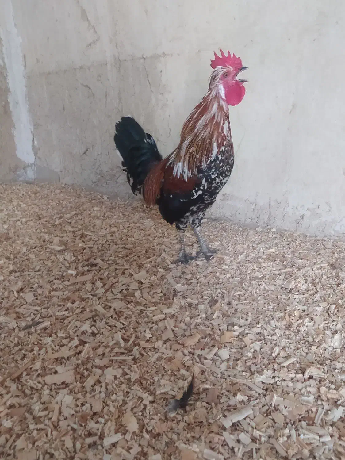 خروس شهری کالینگی|حیوانات مزرعه|قشم, |دیوار