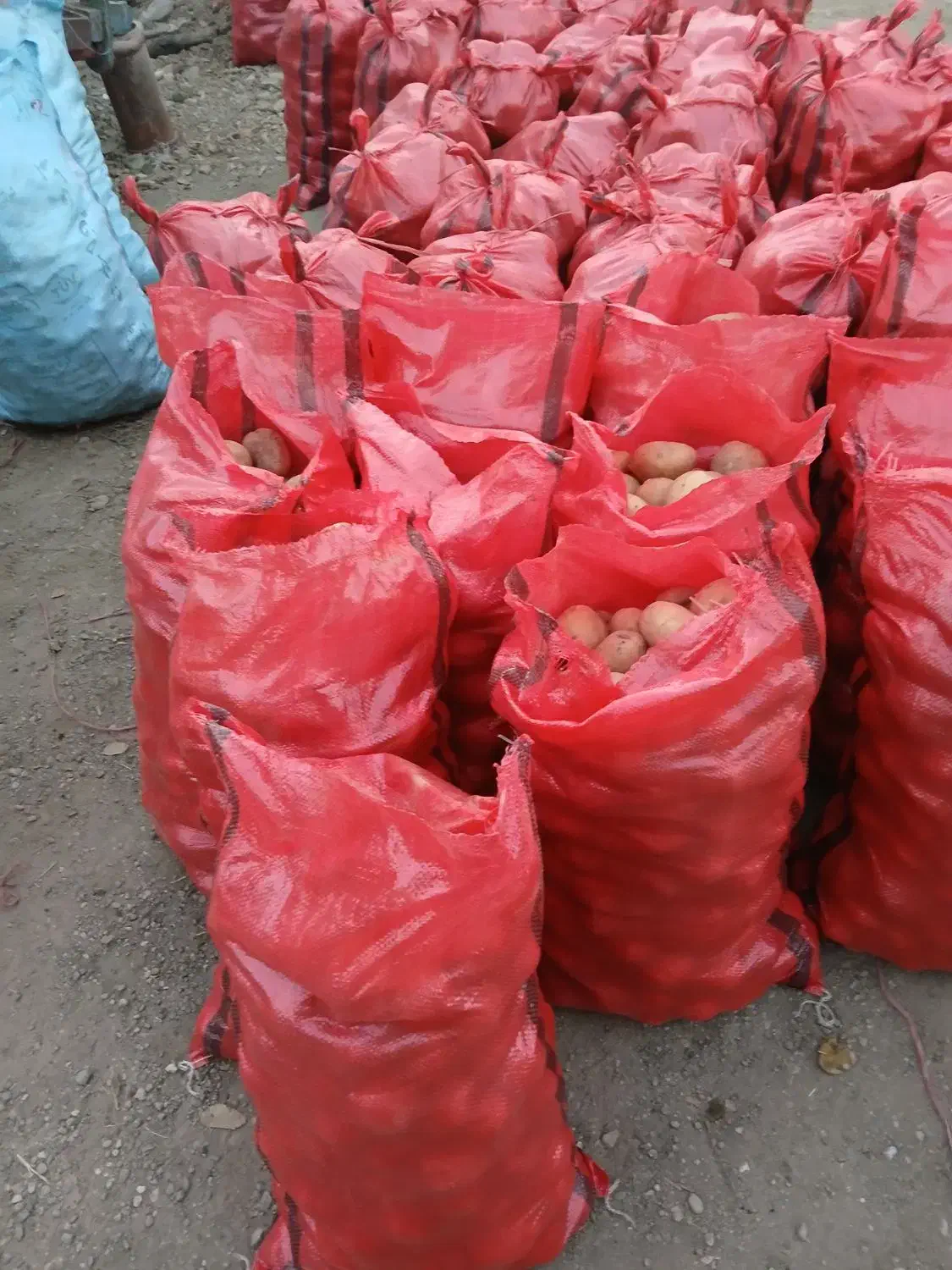 سیب زمینی|عمده‌فروشی|فارسان, |دیوار