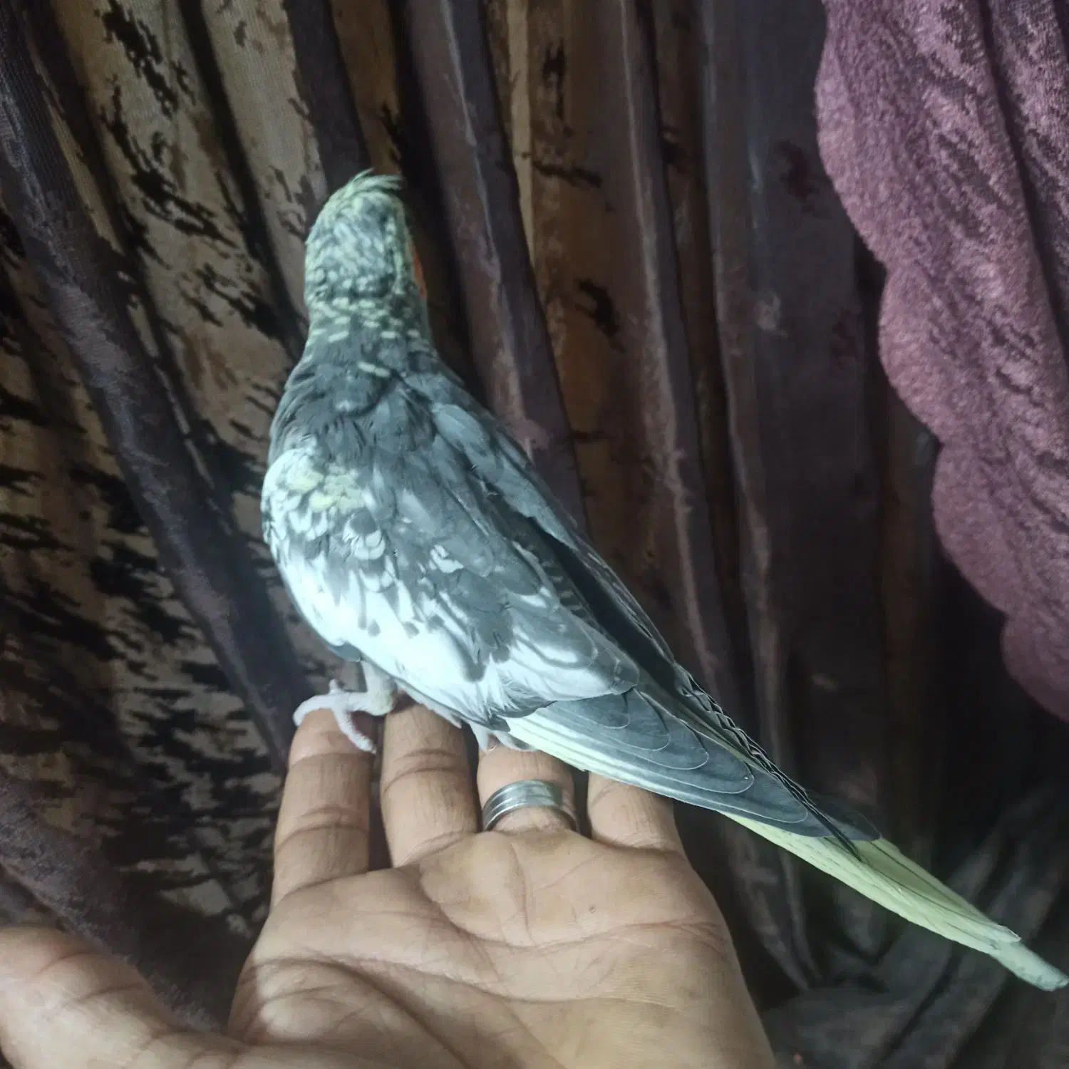 جوجه عروس هلندی دستی 60روزه|پرنده|اصفهان, جلالیه|دیوار