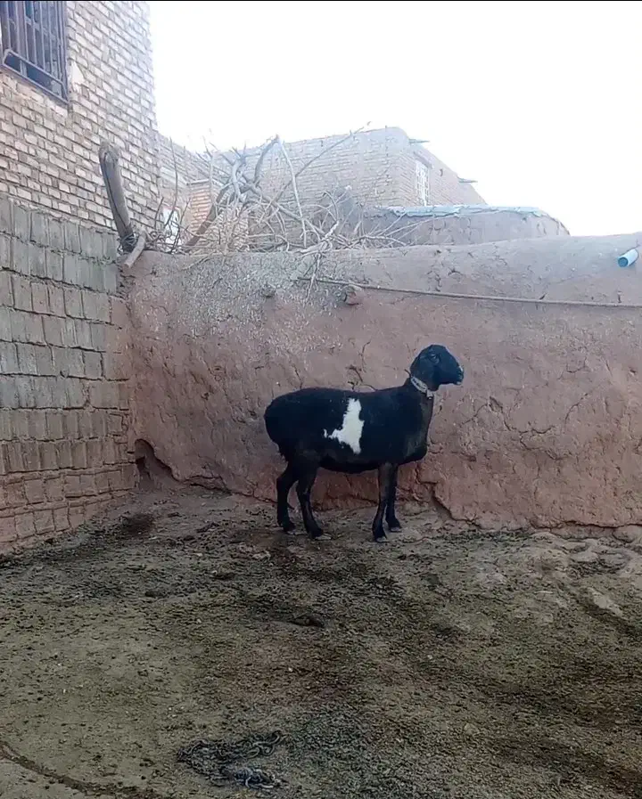 میش‌چینی|حیوانات مزرعه|تربت جام, میان جام|دیوار