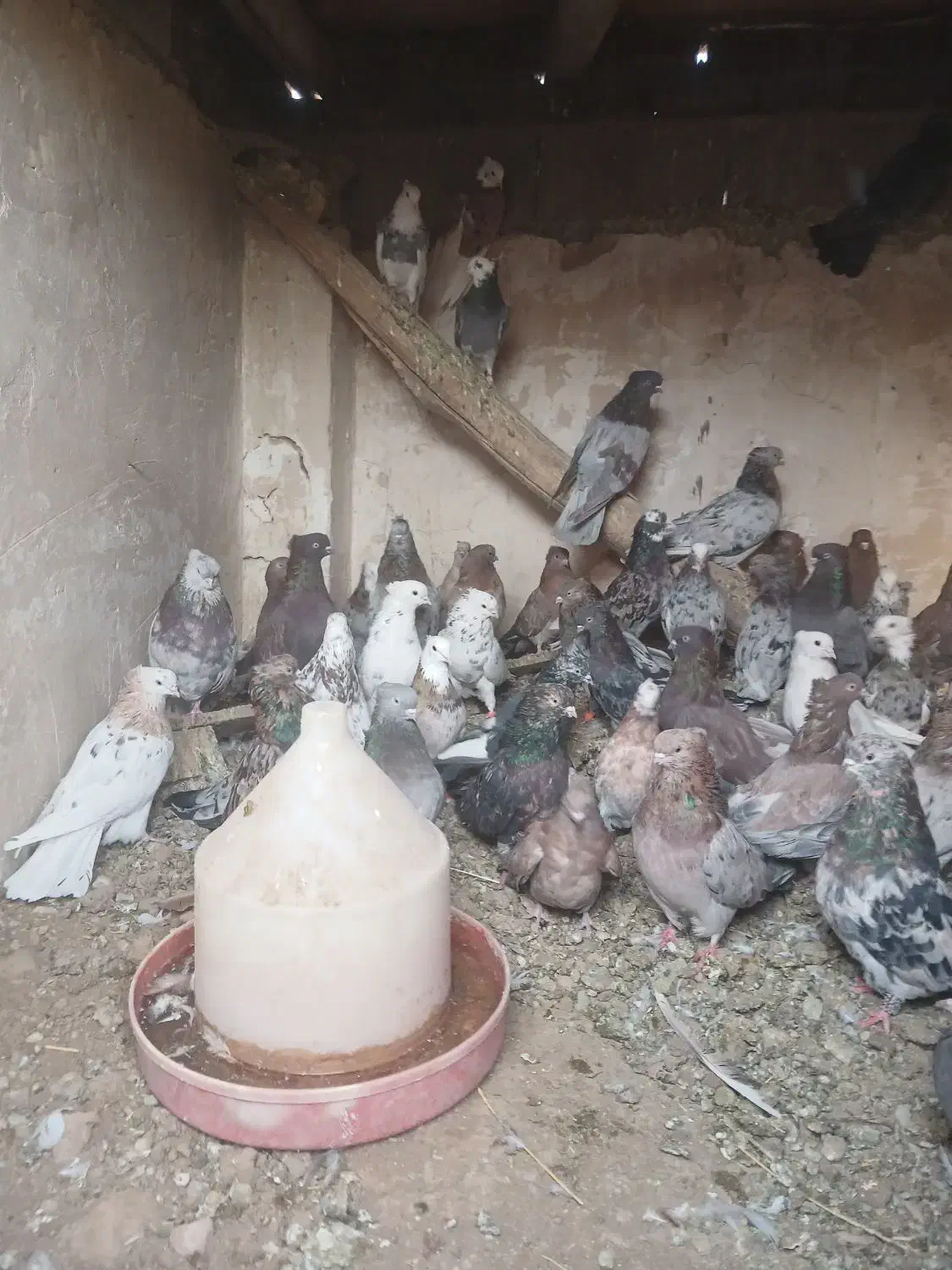 فروش کبوتر سرور|پرنده|شاهین دژ, |دیوار