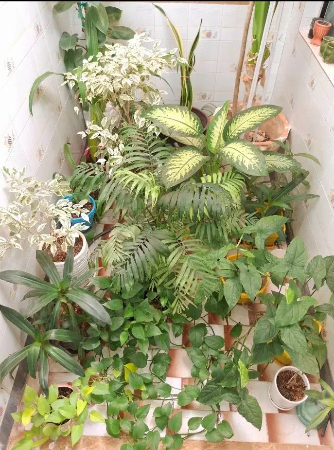 20 عدد گل و گلدان|گل و گیاه طبیعی|مرودشت, فرهنگ|دیوار