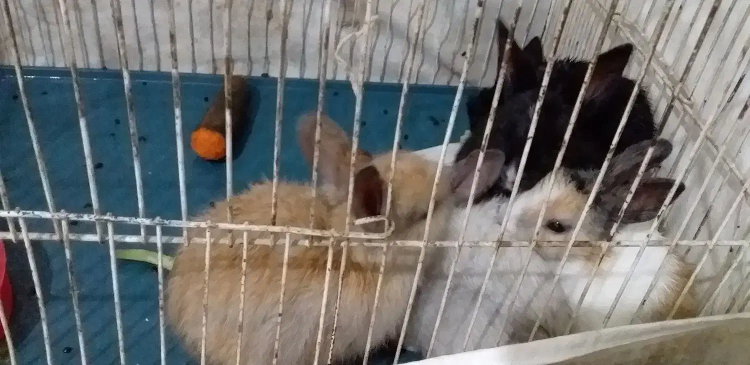 خرگوش|موش و خرگوش|تبریز, |دیوار