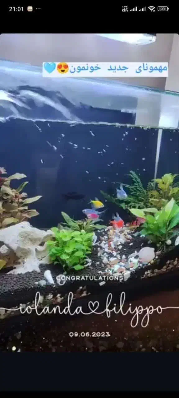 آکواریوم شرکتی vip|ماهی|اصفهان, شیخ اشراق|دیوار