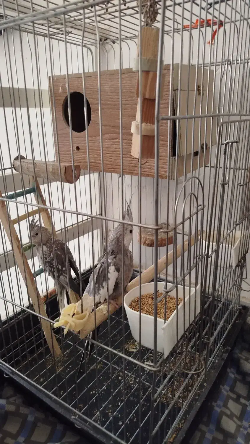 عروس هلندی جفت با3تا تخم و قفس و وسایلاش|پرنده|آفتاب, |دیوار