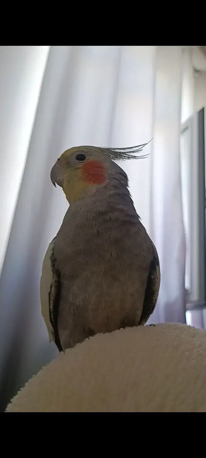 عروس هلندی گم شده|حیوانات|آستارا, |دیوار