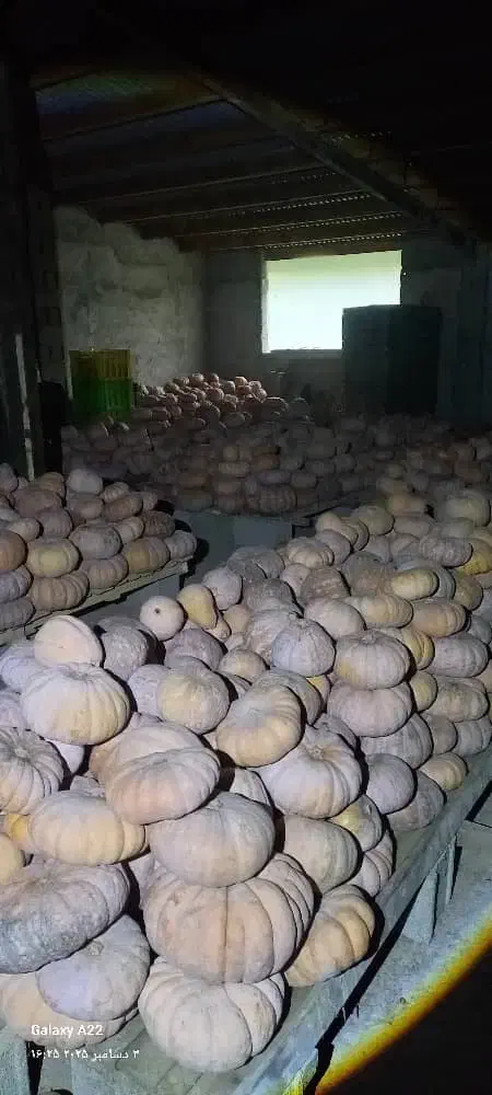 کدو انجیری بهاره|خوردنی و آشامیدنی|ضیابر, |دیوار