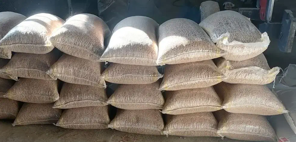 فروش نخوددیم بذری|خوردنی و آشامیدنی|کبودرآهنگ, |دیوار