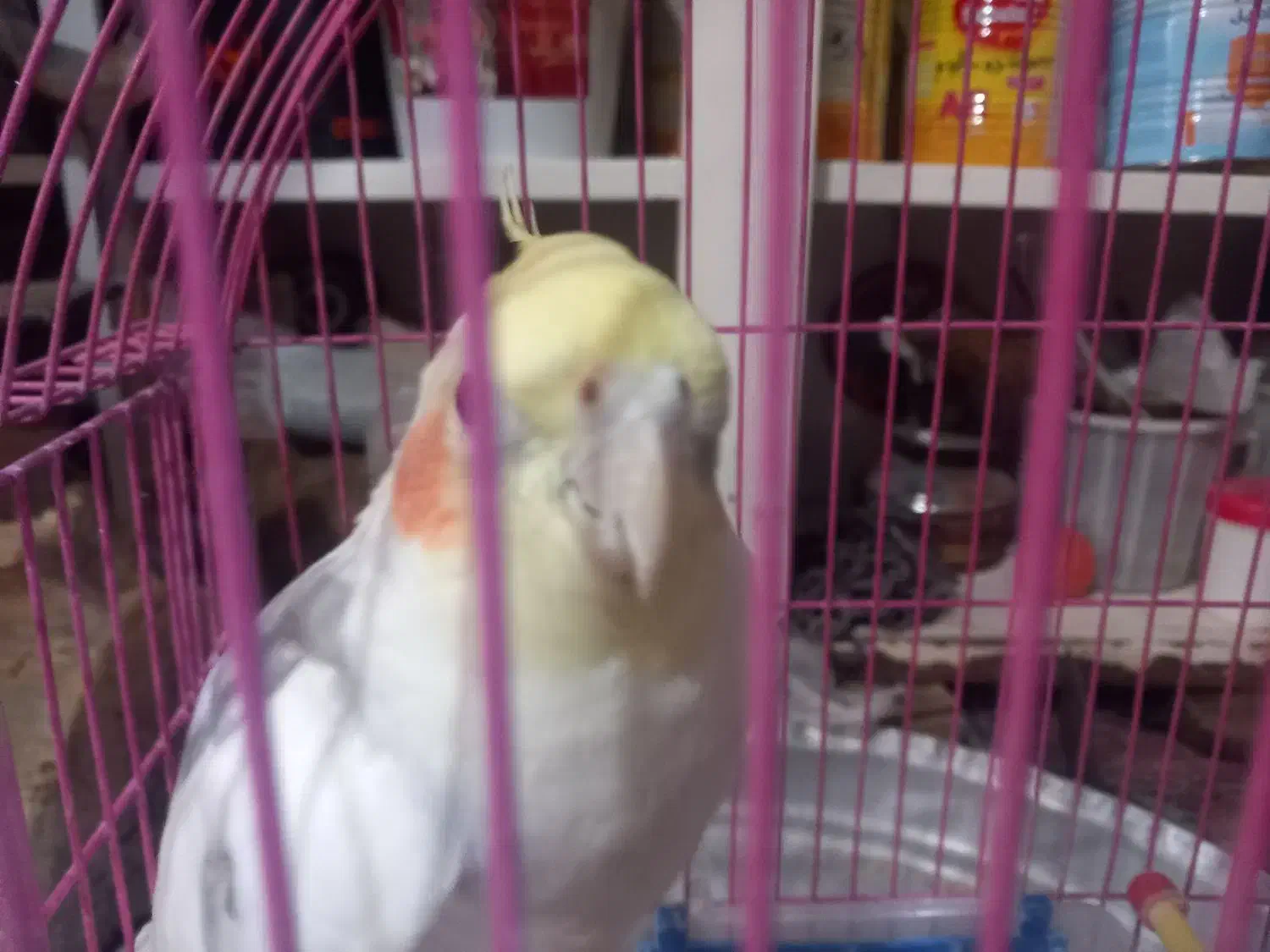 عروس هلندی|پرنده|عجب شیر, |دیوار