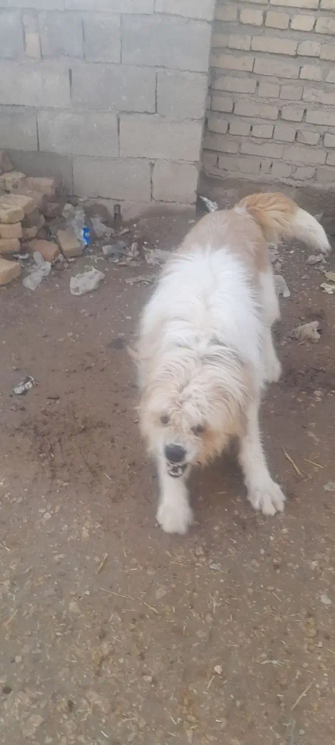 واگذاری سگ نر|سگ|اسلام‌‌آباد غرب, |دیوار