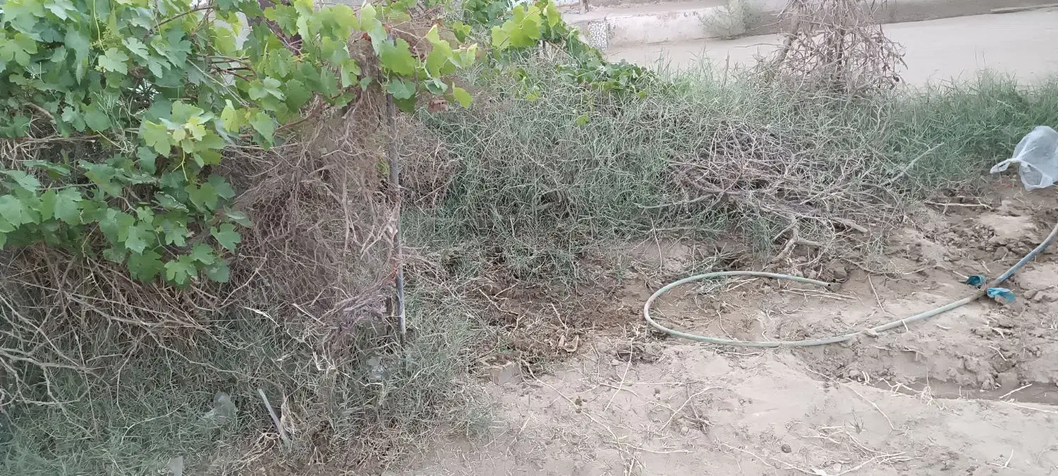 باسلام ،یه قطعه زمین|فروش زمین و ملک کلنگی|زهک, |دیوار