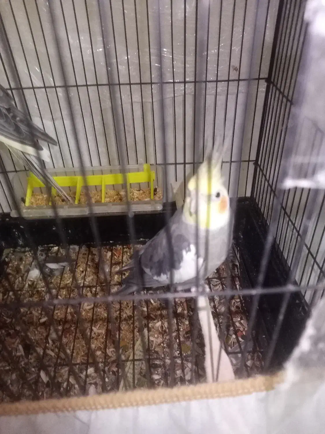 عروس هلندی گل باقالی|پرنده|رشت, رودباری|دیوار