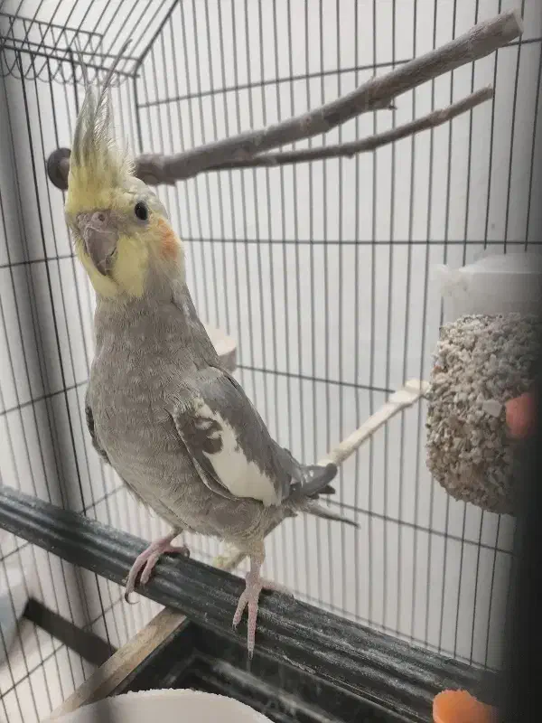 عروس هلندی سینامون نر شاه تخم اهلی|پرنده|آبادان, |دیوار