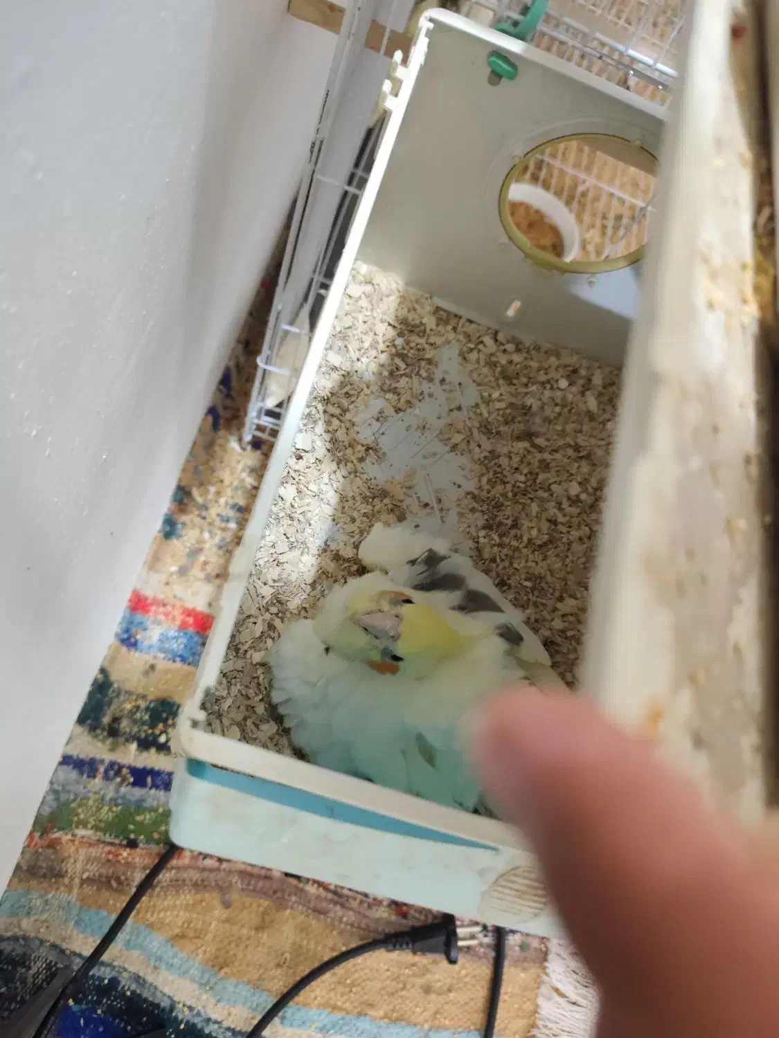 عروس هلندی دوکت .گرینچیک تراکوییس|پرنده|زابل, |دیوار