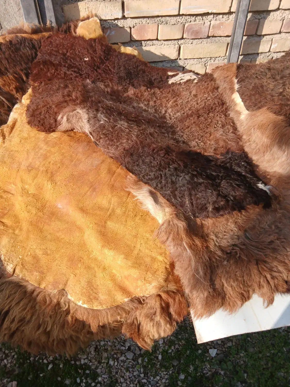 پوست گوسفند|پادری|گنبد کاووس, |دیوار