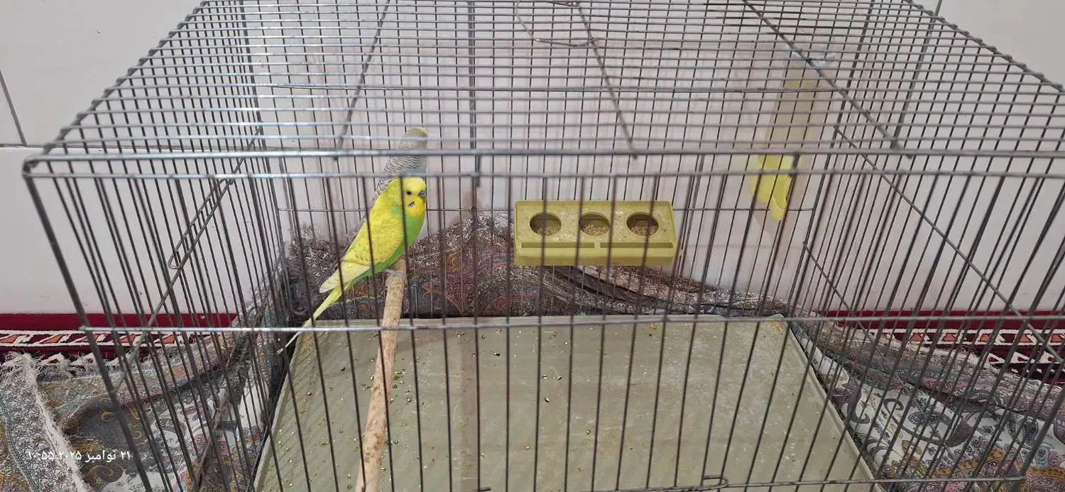 مرغ عشق نربا قفس وجاابی وجادانه ای|پرنده|مرودشت, مختارآباد|دیوار