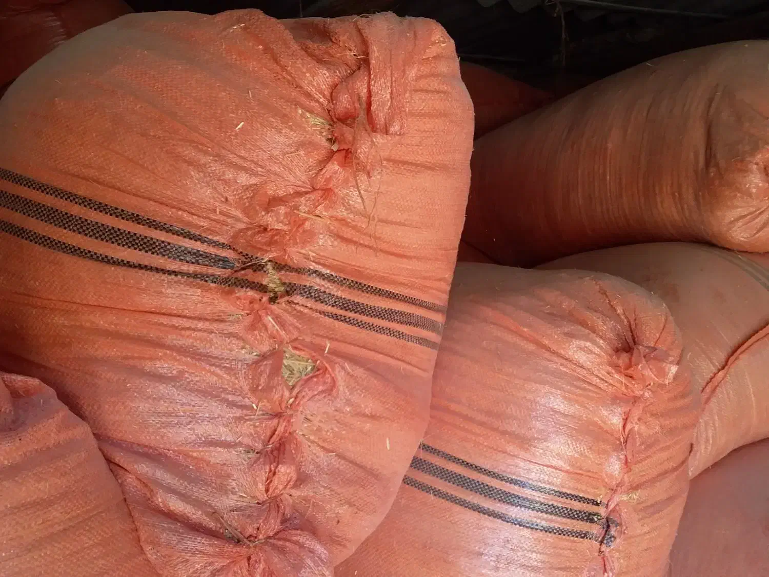 کاه تمیز امسال، شلیف گرفته شده ،کیلویی۱۸۰۰۰ تومان|حیوانات مزرعه|چرام, |دیوار