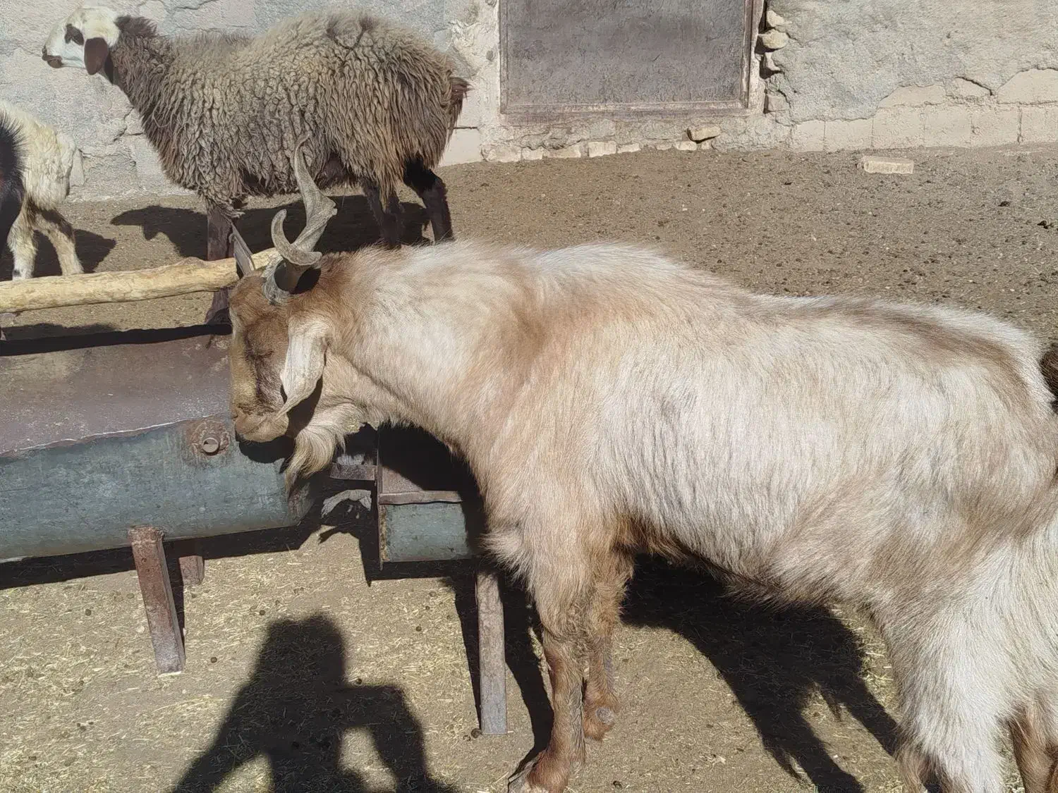 گوسفند فروشی جوان سالم|حیوانات مزرعه|بافت, |دیوار