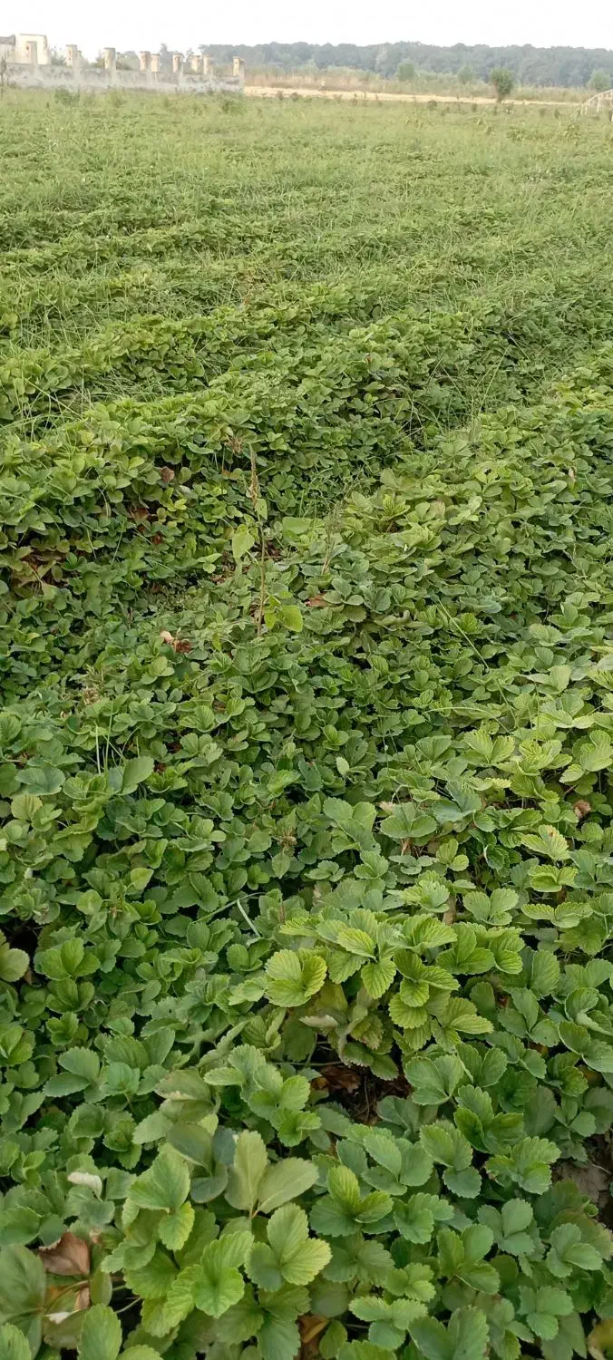 نهال توت فرنگی کاماروس پابلند|خدمات باغبانی و درختکاری|خان ببین, |دیوار