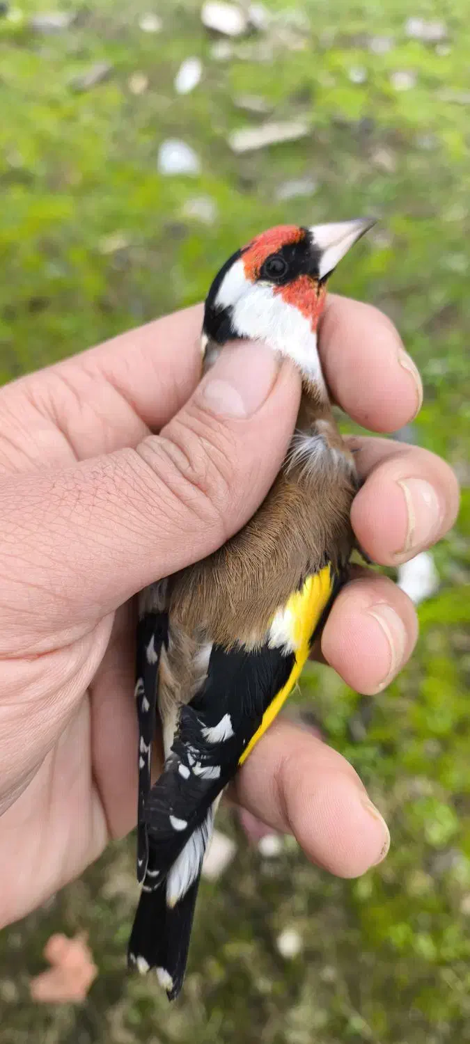 سهره های آنتیک|پرنده|فومن, |دیوار