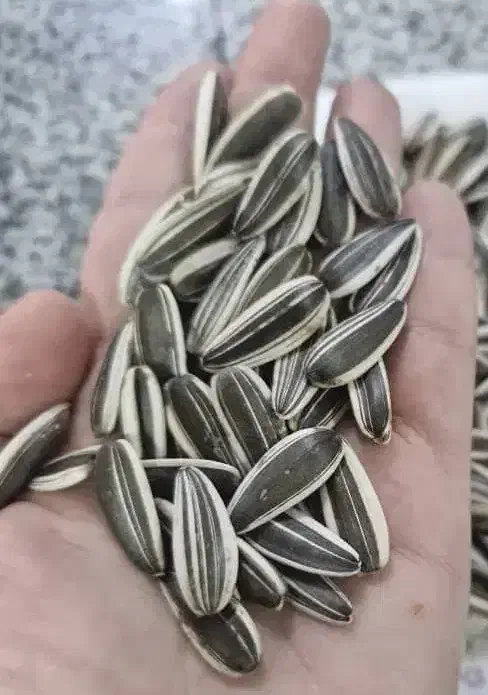 استخدام بازاریاب جهت تخمه آفتابگردان و آجیل|استخدام بازاریابی و فروش|میاندوآب, |دیوار