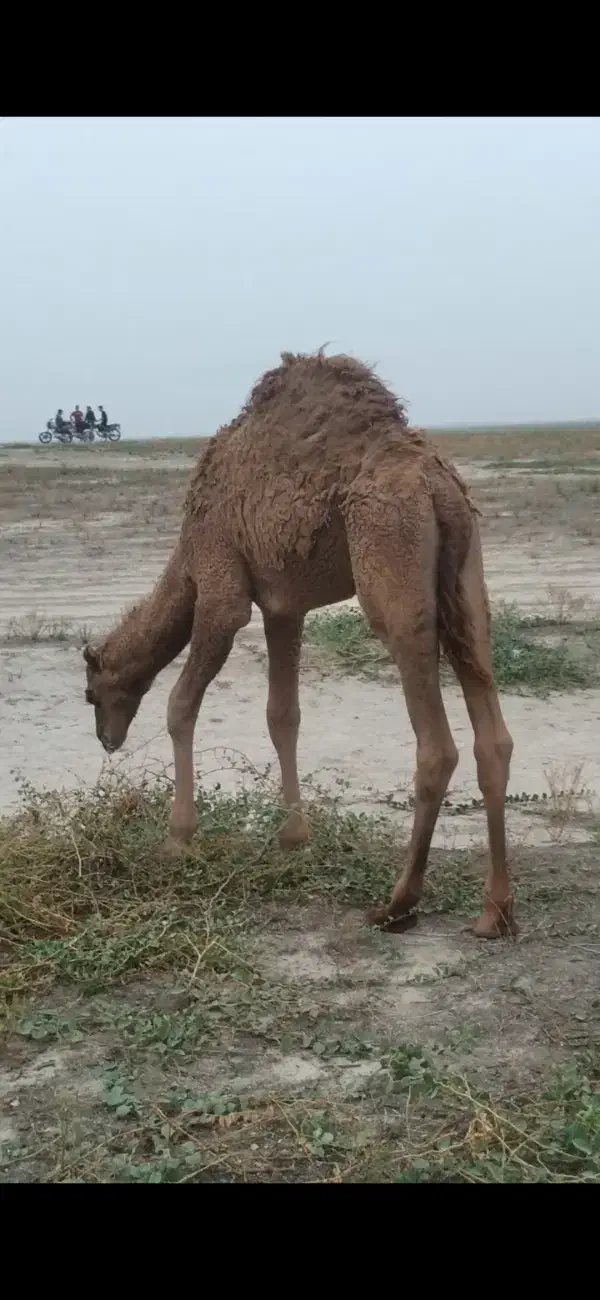 بچه شتر چاق درجه یک همه نرهستن|حیوانات مزرعه|گنبد کاووس, |دیوار