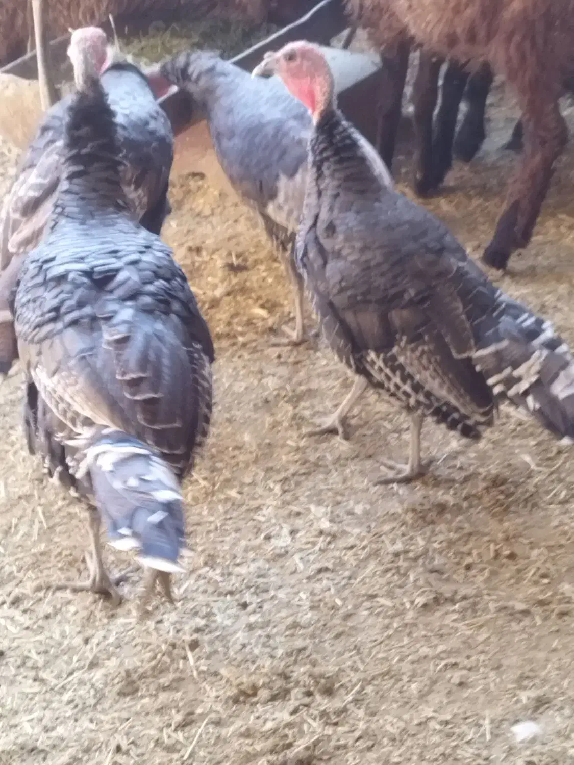 بقلمون نر برنز|پرنده|جعفرآباد, |دیوار