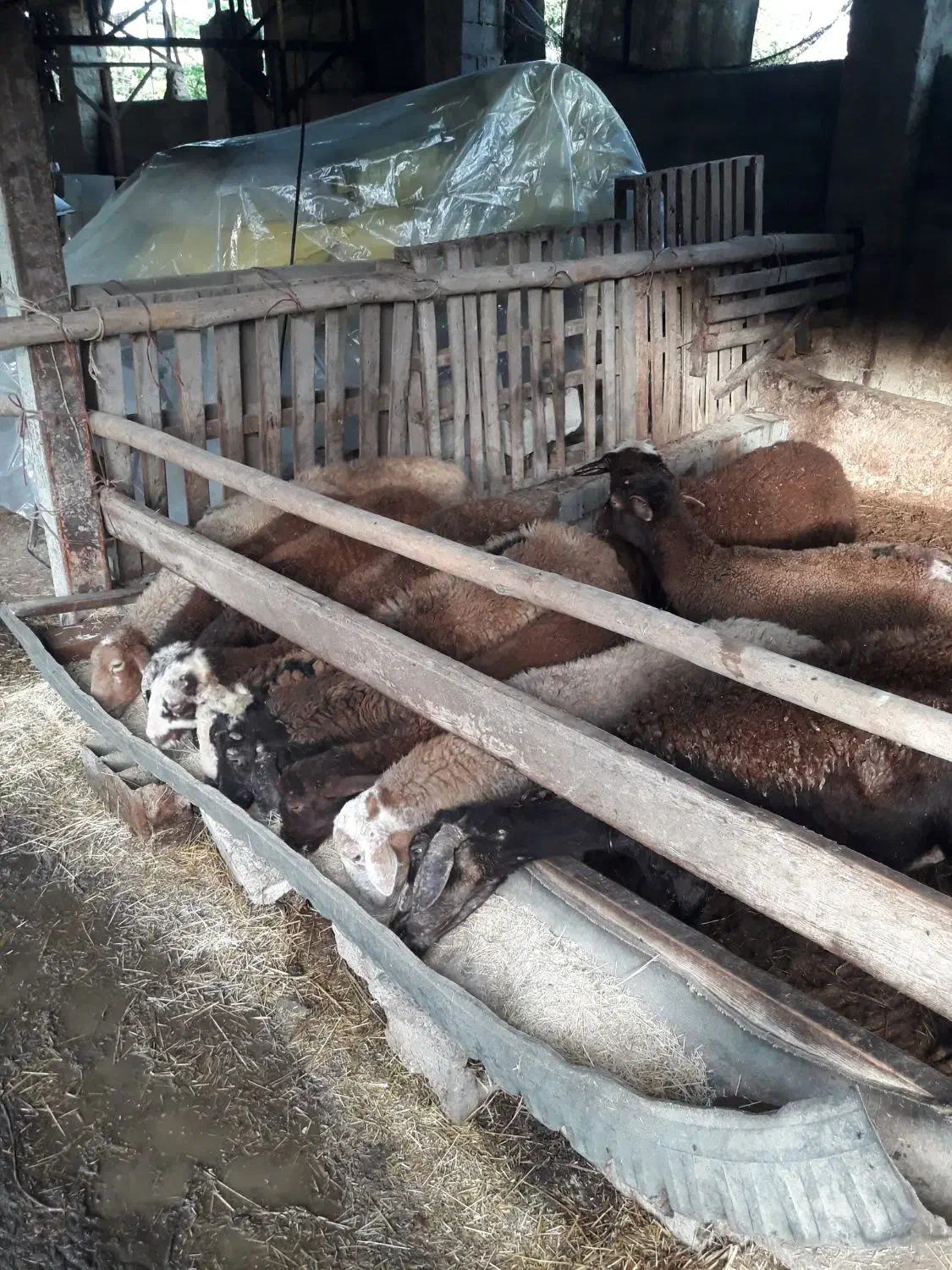 گوسفند نر پرواری نره تخمی افشار|حیوانات مزرعه|بابلسر, |دیوار