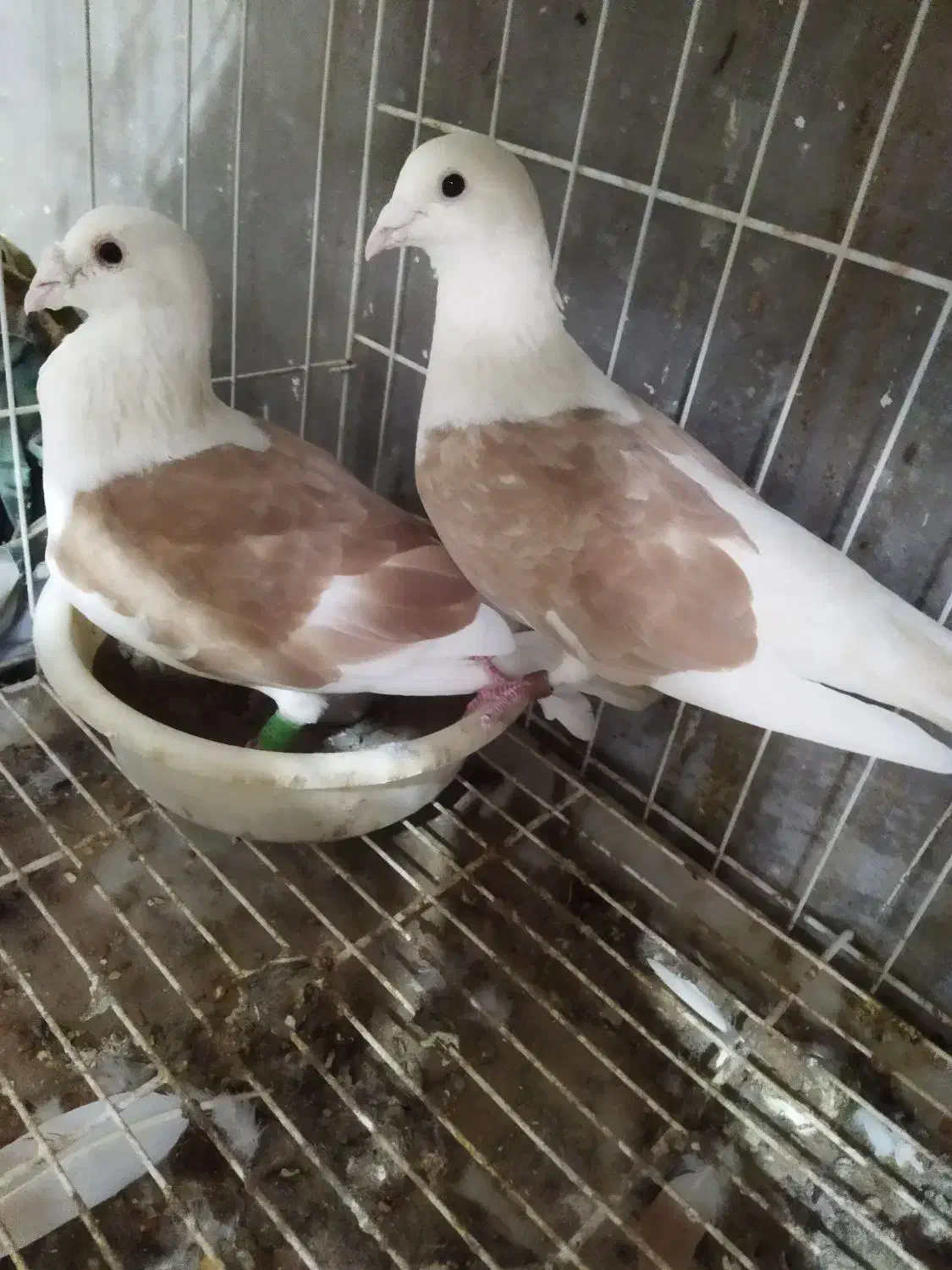 کبوتر|پرنده|شبانکاره, |دیوار