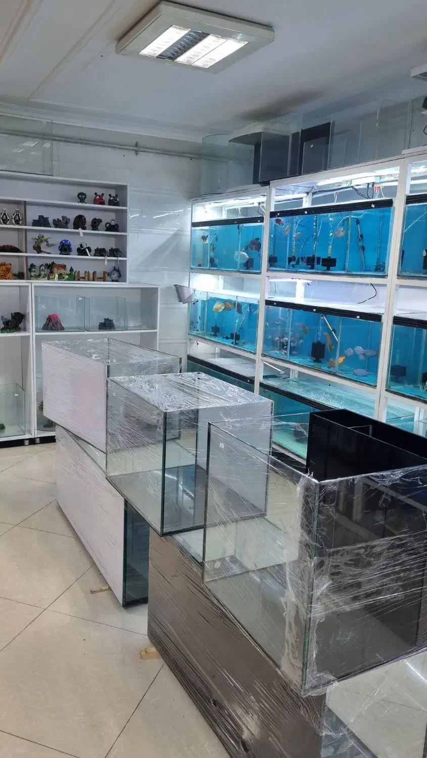 انواع ماهی و لوازم آکواریوم|ماهی|بابل, |دیوار