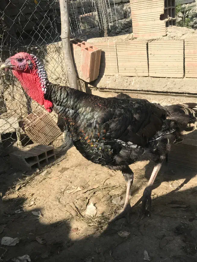 بوقلمون|حیوانات مزرعه|نوکنده, |دیوار