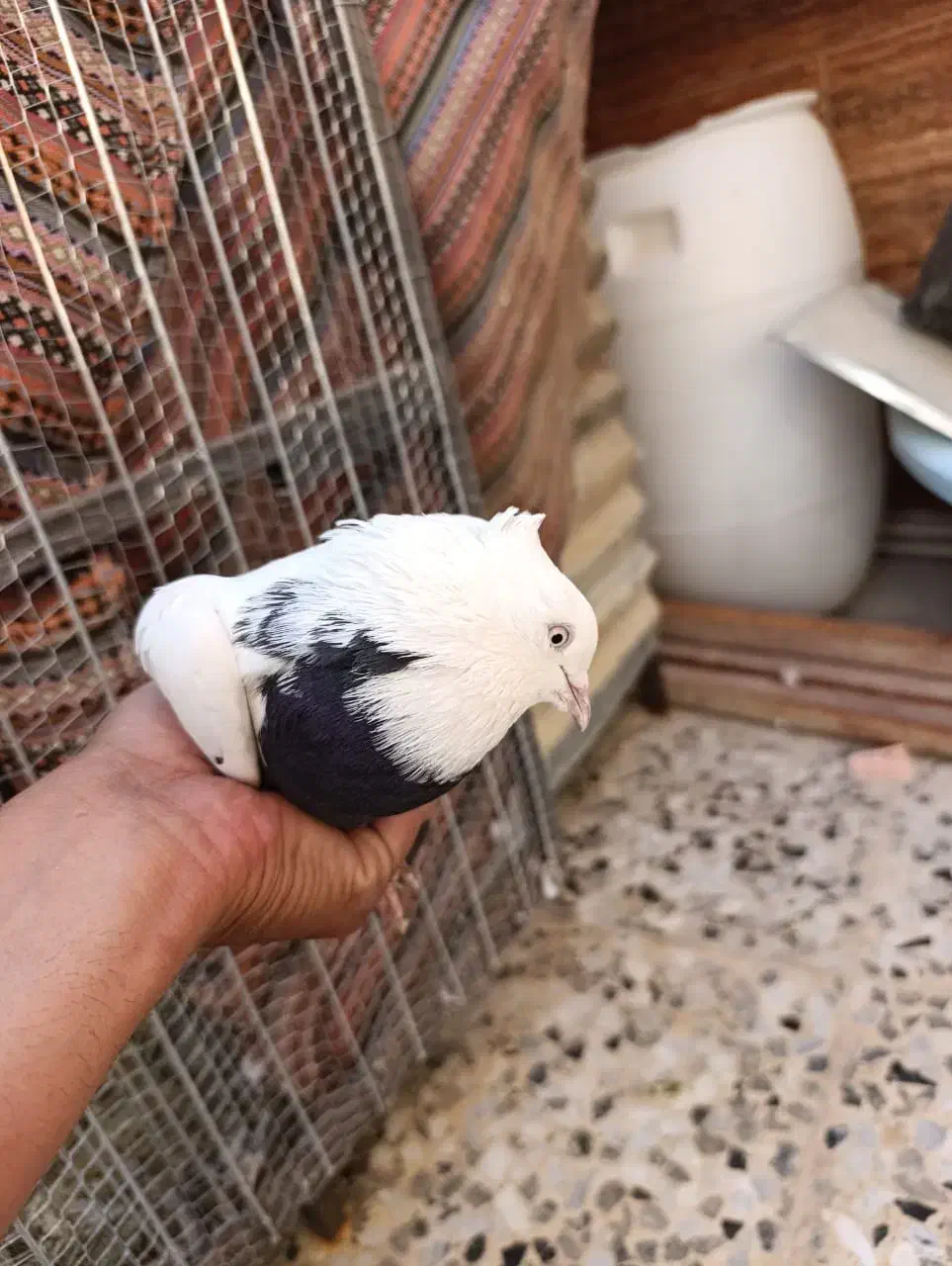 کبوتر|پرنده|شیراز, کرونی(خاتونک)|دیوار