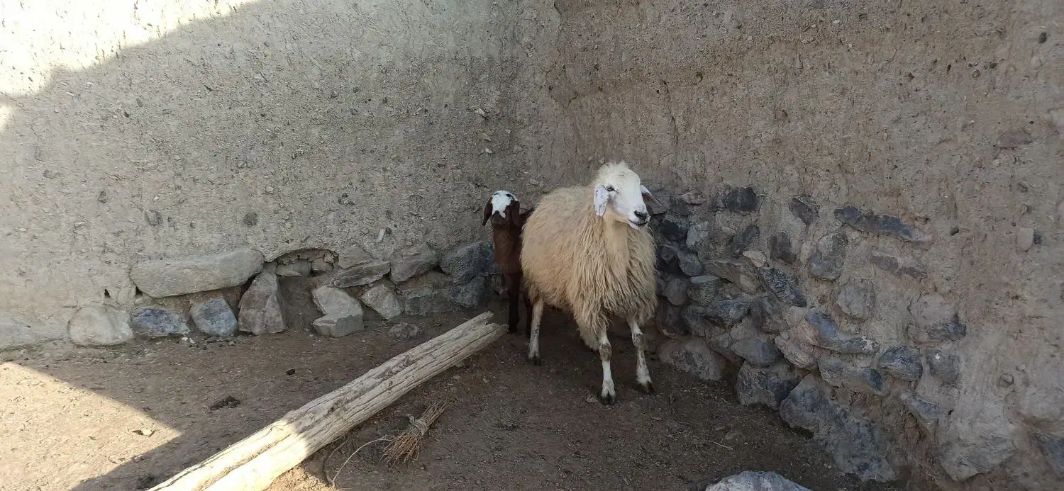 میش و بره|حیوانات مزرعه|اسفراین, |دیوار