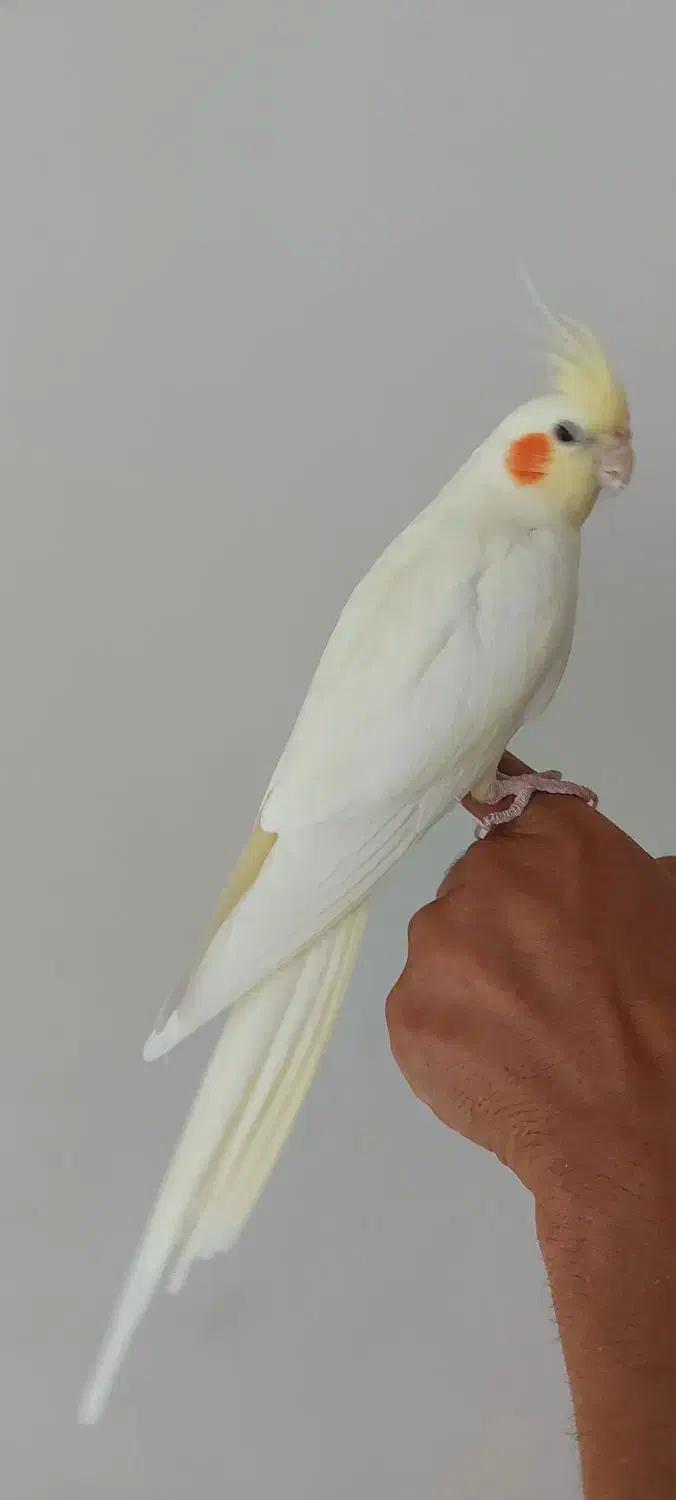 عروس هلندی|پرنده|ابهر, |دیوار