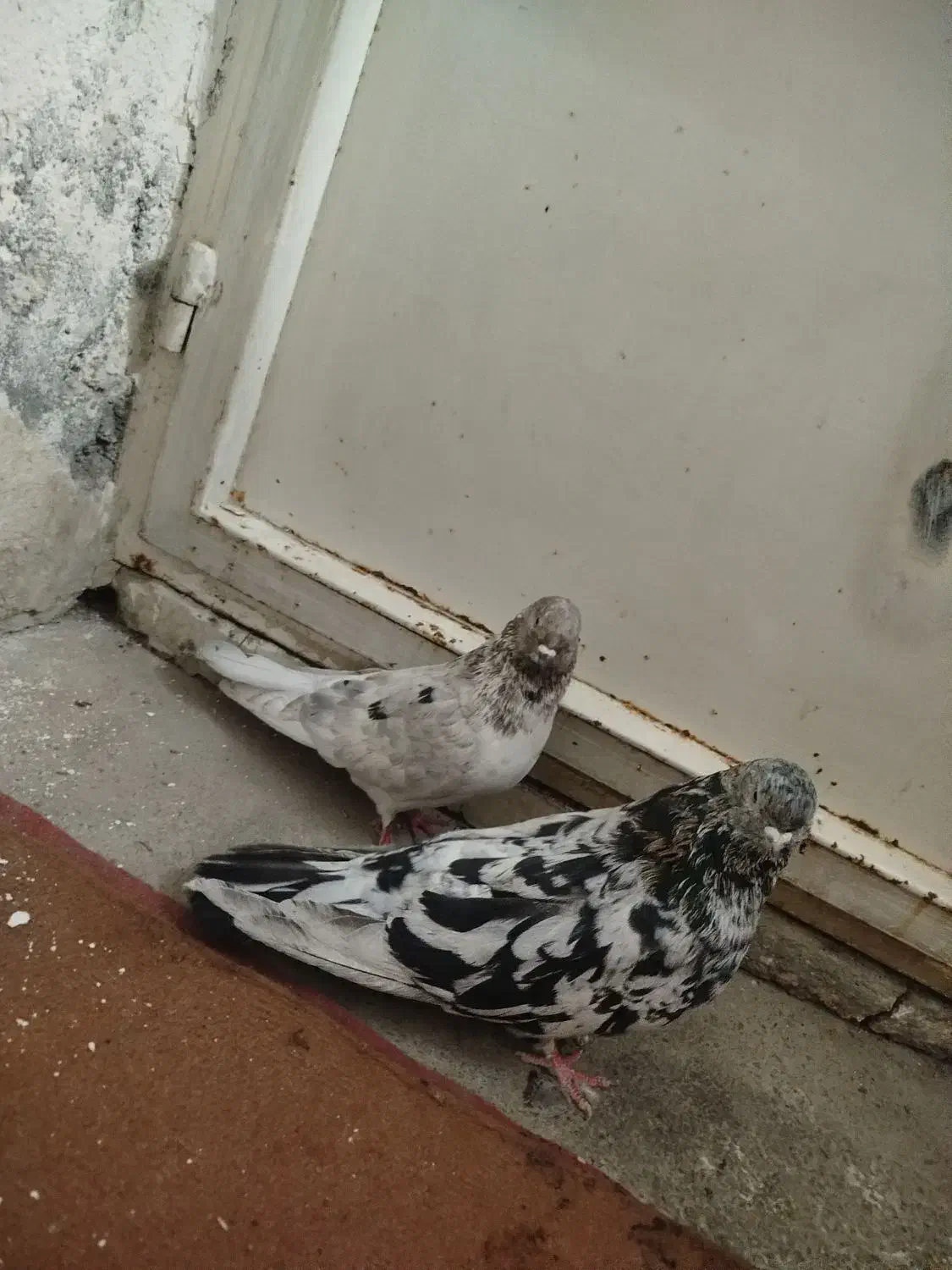 یک جفت سرور عالی|پرنده|میاندوآب, |دیوار