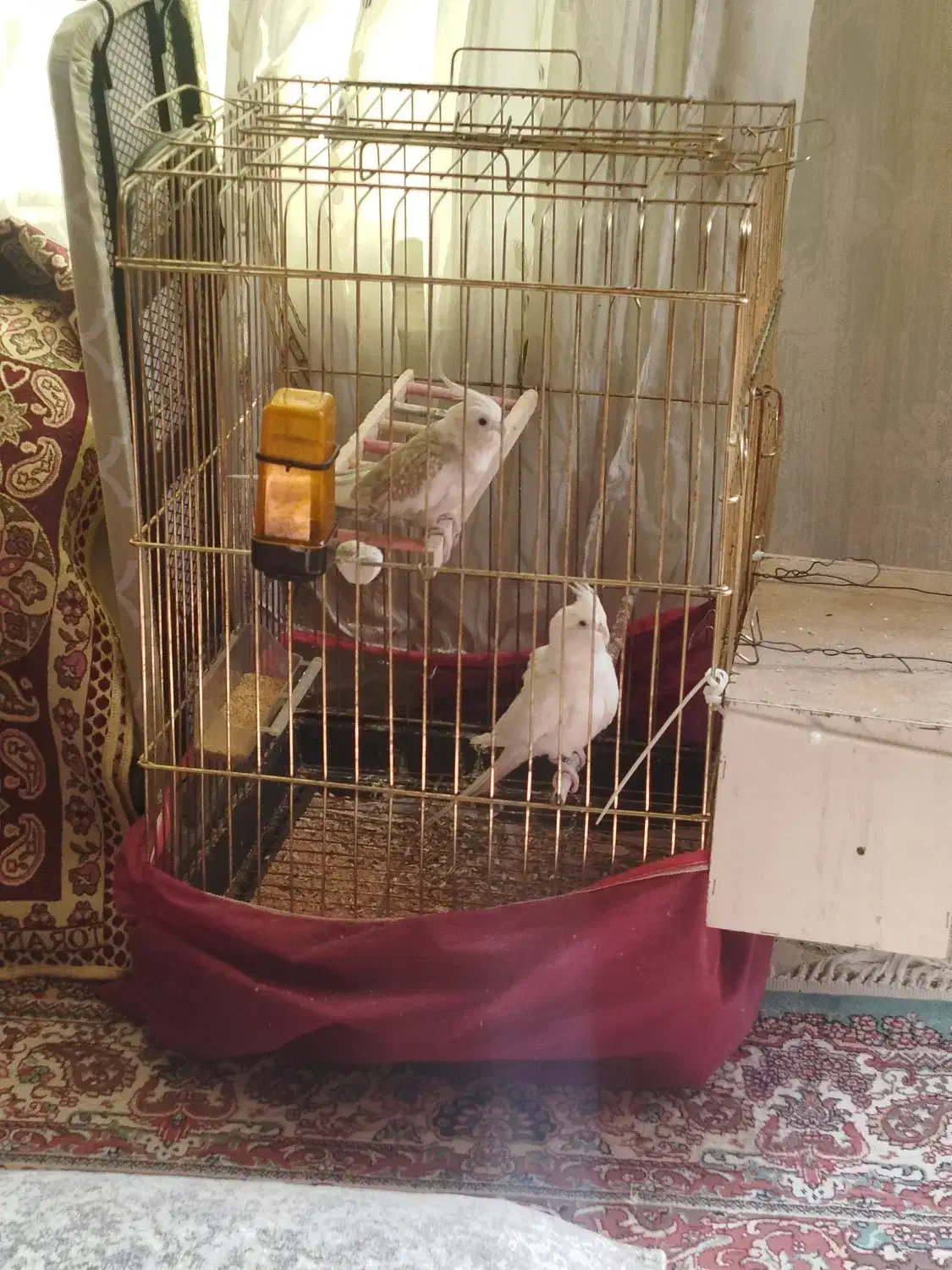 عروس هلندی|پرنده|شهریار, شهریار|دیوار