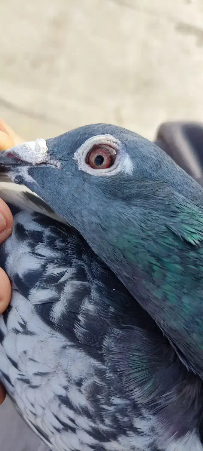 پلاکی|پرنده|مسجد سلیمان, |دیوار