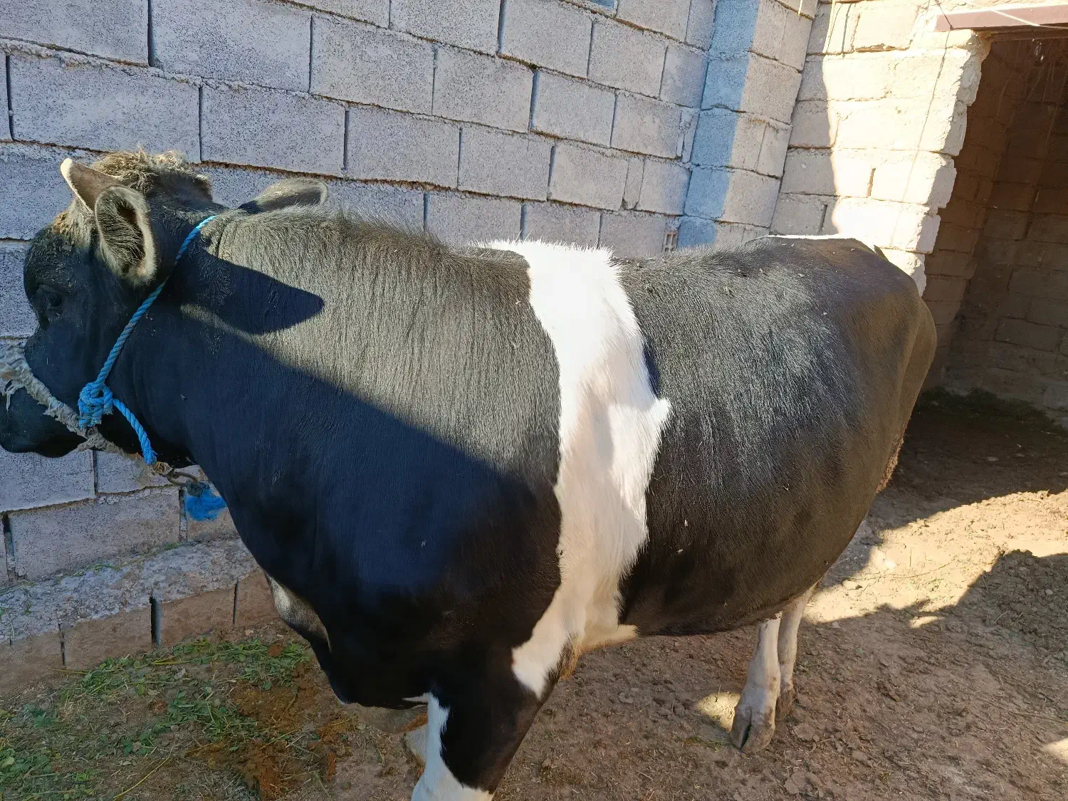 گوساله|حیوانات مزرعه|گتوند, |دیوار