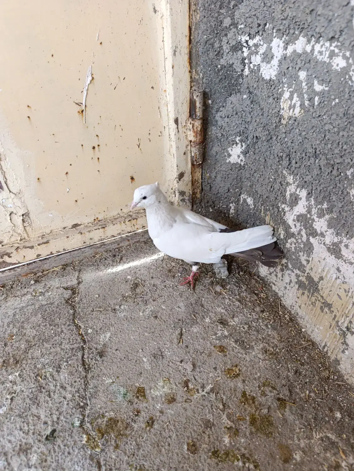 کفتر|پرنده|کرمانشاه, |دیوار